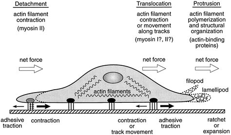 Cell Migration A Physically Integrated Molecular Process Cell