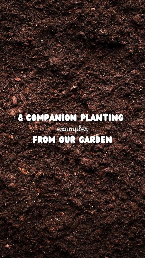 8 companion planting examples from our garden! in 2023 | Companion planting, Small garden design ...