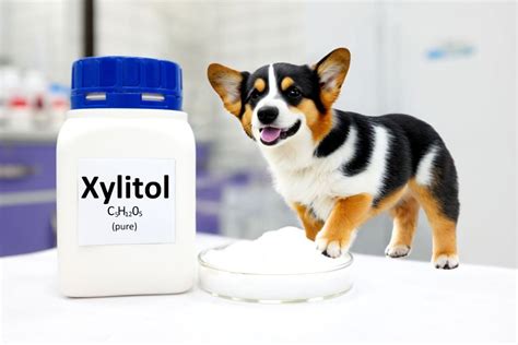 Is Xylitol Safe for Dogs? Understanding the Risks and Symptoms ...