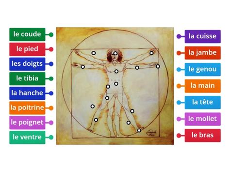 Les parties du corps - Labelled diagram