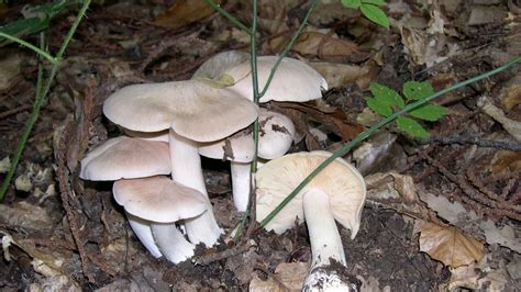 Raccolta Funghi I Consigli Dei Micologi Dell Asl Toscana Nord Ovest