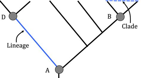 The Distinction Between Clades And Lineages A Clade Is A Synchronic