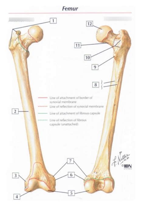 Femur Labeling Diagram Quizlet