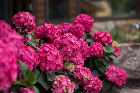 Everything You Need to Know About Endless Summer Hydrangeas | Martha Stewart