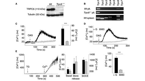 Trpc Mediates Dag Induced Ca Influx In Platelets A Western Blot