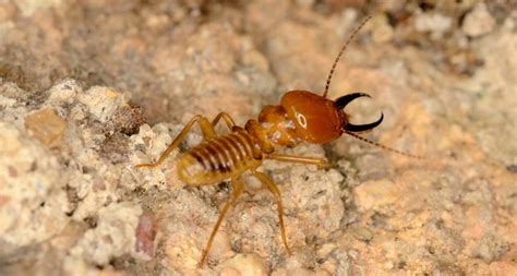 Should Schools Have A Termite Plan Things You Must Know