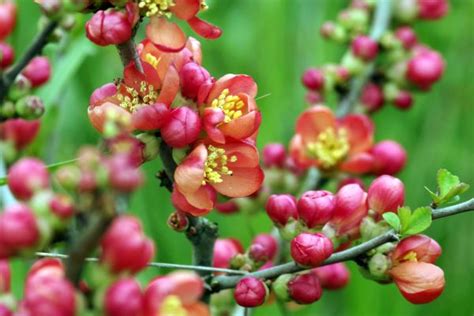 Free Images Nature Branch Blossom Fruit Berry Leaf Flower