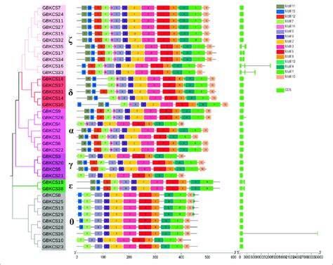 Conserved Motifs And Exon Intron Organization Of KCS Genes From G