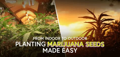 From Indoor To Outdoor: Planting Marijuana Seeds Made Easy | Crop King ...