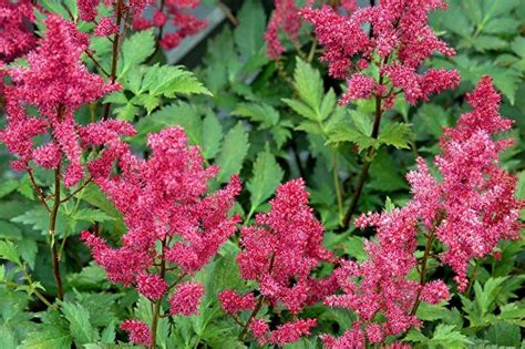 Астильба (85 фото): виды, выращивание и уход