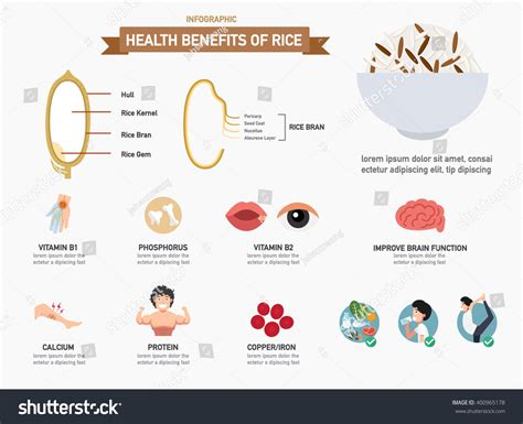 Health Benefits Rice Infographicsvector Illustration Stock Vector ...