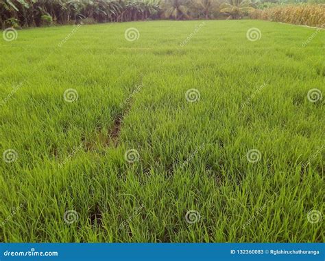 A Green Paddy Field Stock Image Image Of Farming Paddy 132360083