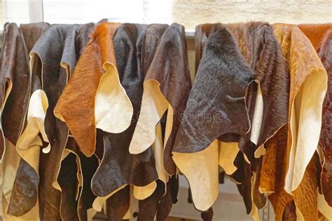 Cow Hide Stock Photo Image Of Hanging Skins Cowhide 192878400