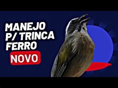 DICAS E TRUQUES PARA TRINCA FERRO NOVO CANTAR SEM DEMORA YouTube