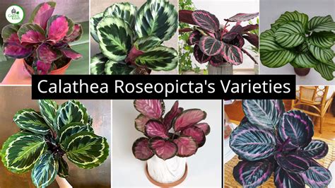 Exploring the Enchanting World of Calathea Roseopicta Varieties - Greenkosh