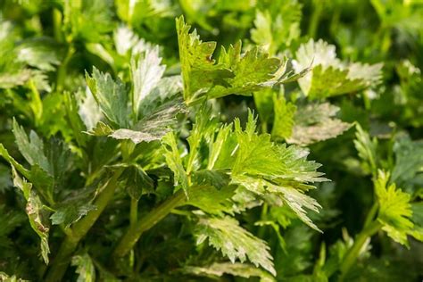 Growing Celery In Three Ways | A Garden Season Guide