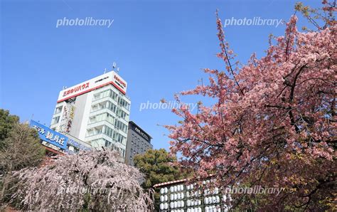 満開の桜の咲く東京都台東区上野公園の風景 写真素材 7276290 フォトライブラリー Photolibrary