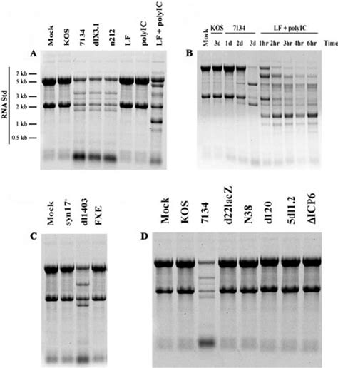 The Extent Of Rrna Degradation Observed Following Icp Null Hsv