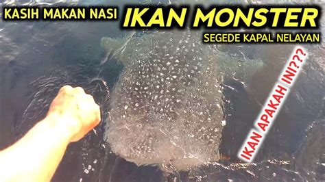 Munculnya Ikan Kakek Kakek Kepermukaan Laut Pasca Gunung Semeru Erupsi