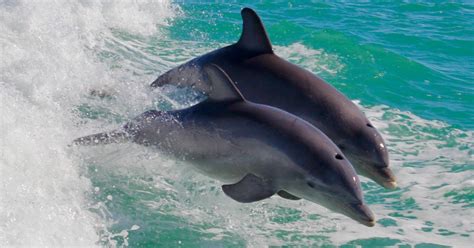 Excursi N Cl Sica En Barco Avistamiento De Delfines Con Parada Para