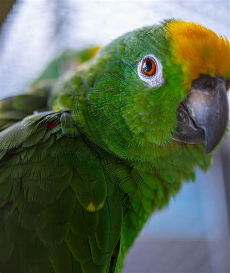 A close up of a green and yellow parrot photo – Free East java Image on ...