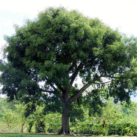 Buy Ceiba Pentandra Kapok Tree Tropical Tree Edible Attracts