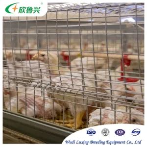 H Type Automatic Baby Layer Broiler Chicken Brooder Day Old Chick