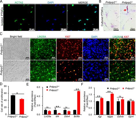 Pnliprp In Ptmcs Influences Proliferation And Gene Expression Of