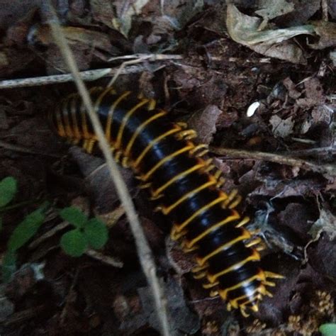 North American Millipede Project Noah