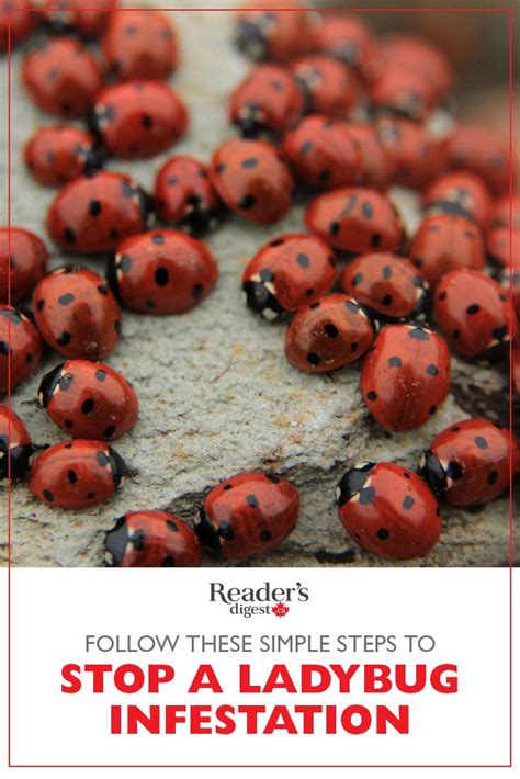 Follow These Simple Steps To Prevent A Ladybug Infestation Ladybug