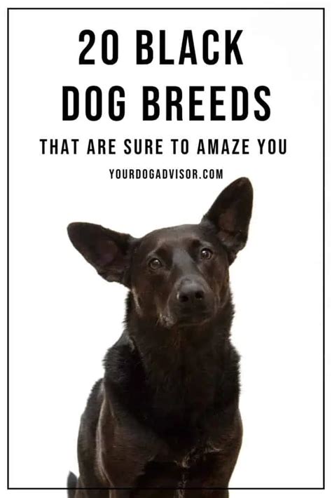 20 Black Dog Breeds That Are Sure To Amaze You - Your Dog Advisor