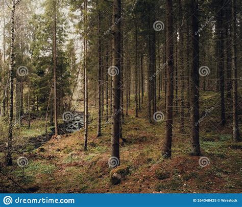 Beautiful View of the Forest with Dense Vegetation. Stock Image - Image ...