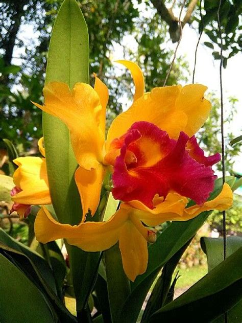 Two Yellow And Red Flowers With Green Leaves In The Foreground On A