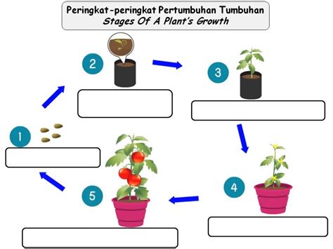 Stages Of A Plant’s Growth worksheet