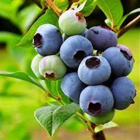 purple bilberry fruit extract packaging type polybags packaging size