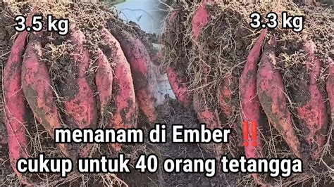 Panen Ubi Jalar 2 Ember Saja Cukup Membagi 40 Tetangga Dengan Hasil