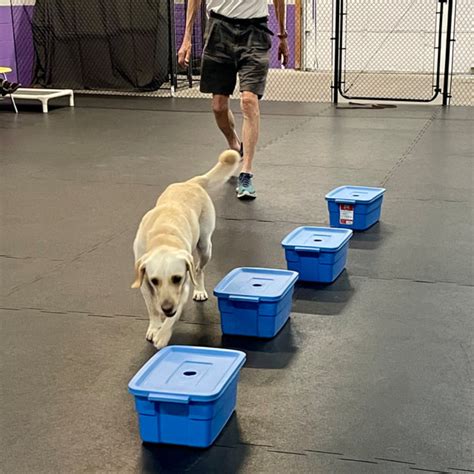 scent detection level  instinct canine training