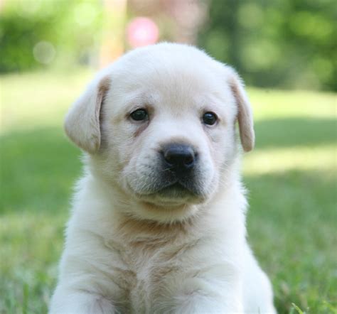 Yellow Labrador Retriever Puppies for Sale - Breeders | Hidden Pond ...