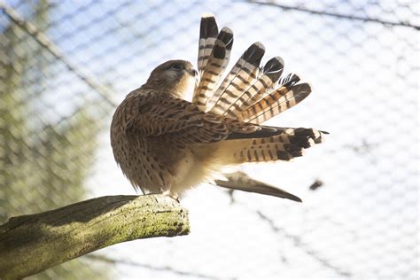 Common kestrel grooming its feathers | Picture by: Annika So… | Flickr