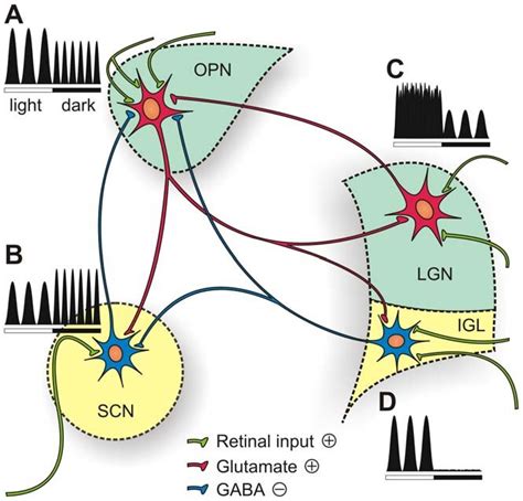 A Schematic Representation Of The Modulatory Effect Of Light Conditions