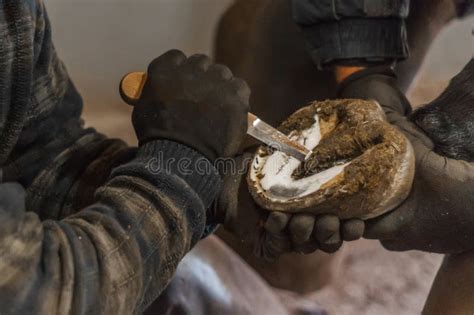 Blacksmith Putting Up the Horse Shoes Stock Image - Image of barnyard ...