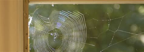 Signs of a Spider Infestation | Rentokil Pest Control