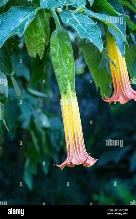 Flowering Red Floripontio Or Red Angel‘s Trumpet Brugmansia Sanguinea