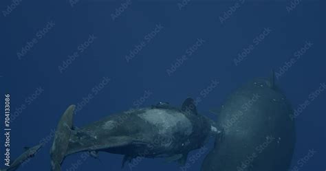 Female Sperm Whale Nourishes Baby With Milk Underwater In Ocean