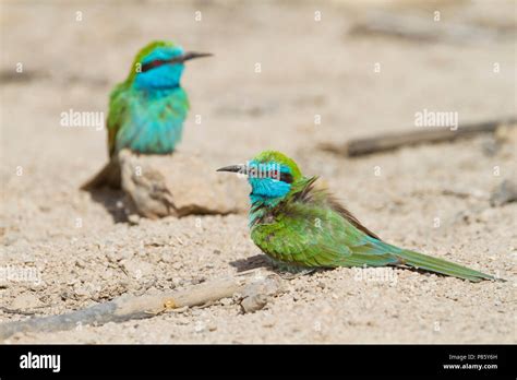 Arabian Little Green Bee Eater Smaragdspint Merops Cyanophrys Ssp