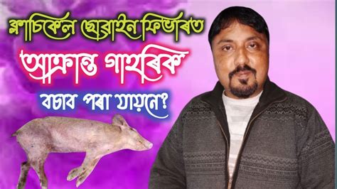 কলচকল ছৱইন ফভৰত আকৰনত গহৰক বচব পৰ যযন Pig farm in