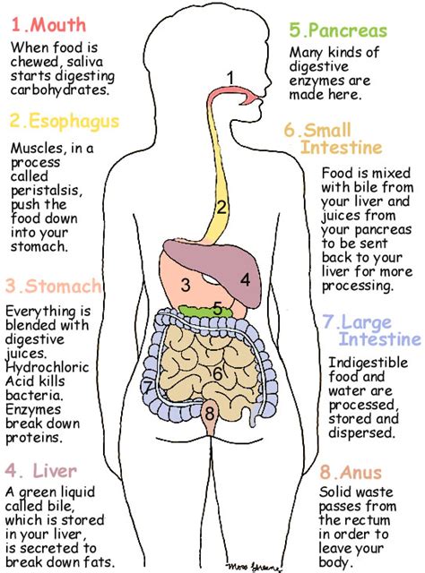 Diagram Of How The Digestive System Works Digestive System D