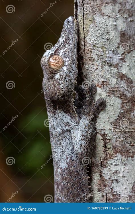 Leaf-tailed Gecko Portrait, Uroplatus Phantasticus, Ranomafana ...