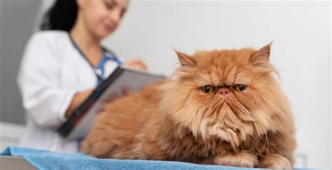 Scabies In Cats Understanding The Causes Of Itching Crusty Skin And