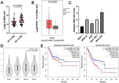 Long Non Coding Rna Msc As1 Facilitates The Proliferation And